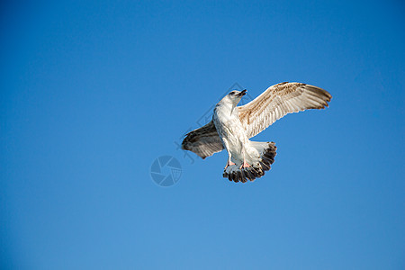 单海鸥在蓝蓝空中飞翔翅膀蓝色野生动物自由荒野动物鸟类羽毛天空航班图片