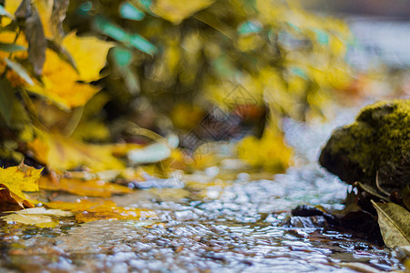 秋天公园里的小溪 许多黄叶在前景和模糊的背景中 低侧特写视图 在公园的秋天木头林地叶子场景瀑布流动季节植物苔藓溪流图片