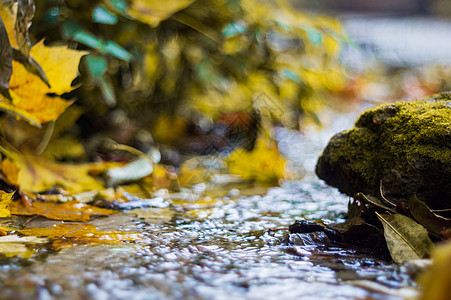 秋天公园里的小溪 许多黄叶在前景和模糊的背景中 低侧特写视图 在公园的秋天岩石环境瀑布苔藓木头溪流林地叶子场景流动图片