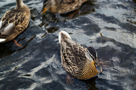 美丽的野鸭在河里 鸭子为一块面包而战图片