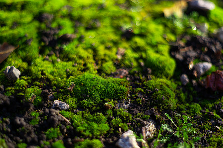 黑色地面上的绿色苔藓 潮湿的地面和柔软的苔藓花园植物石板森林木头墙纸容器藻类叶子生长图片