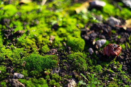 黑色地面上的绿色苔藓 潮湿的地面和柔软的苔藓植物群石头石板宏观木头树干植物墙纸岩石丛林图片