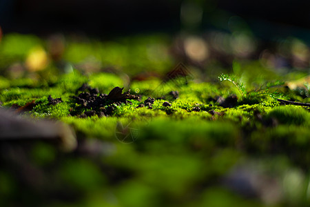 黑色地面上的绿色苔藓 潮湿的地面和柔软的苔藓丛林石头生长植物环境森林玻璃岩石石板植物群图片