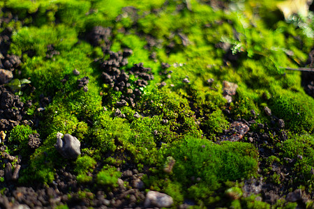 黑色地面上的绿色苔藓 潮湿的地面和柔软的苔藓树干环境石板叶子丛林墙纸植物群生长木头花园图片