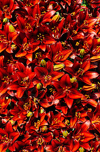 盛开美丽的百合花作为背景植物花朵花园园艺叶子高地水彩环境植被花瓣图片
