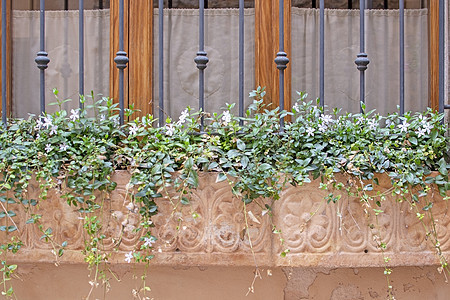 美丽的特拉科塔花盆 有开花的植物和庄园图片