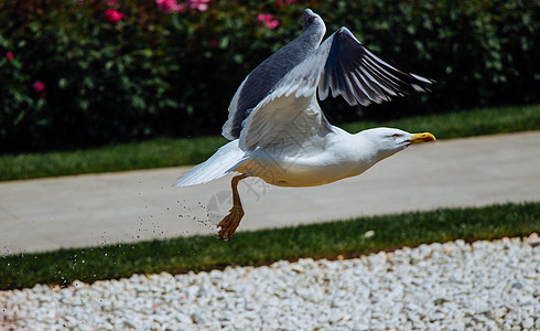 公园中的单海鸥动物羽毛街道天空翅膀荒野自由玫瑰鸟类蓝色图片
