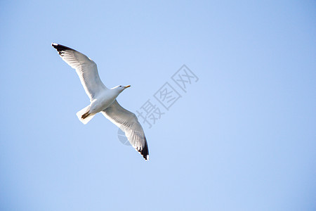 单海鸥在天空中飞翔荒野蓝色动物羽毛照片飞行翅膀鸟类野生动物自由图片