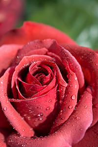 美丽多彩的玫瑰花植物群团体阳光街道加载店铺植物花束商业季节图片