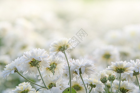 白菊花花植物场地季节花束叶子植物群雏菊植物学花朵花园图片