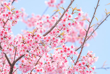 粉红樱花花果园季节园艺投标压痛天空花园植物群樱花植物图片