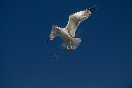 单海鸥在蓝蓝空中飞翔天空自由蓝色野生动物飞行鸟类翅膀羽毛动物照片图片