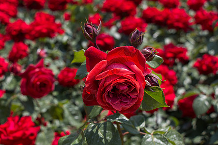 花园里花朵多彩的玫瑰植物绿色叶子植物群墙纸礼物白色花瓣红色图片