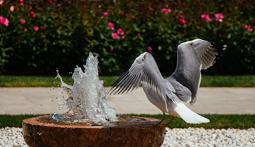 公园中的单海鸥荒野天空花园蓝色玫瑰照片鸟类羽毛自由飞行图片