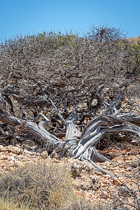 澳大利亚角山脉国家公园带钉子的老扭曲树图片