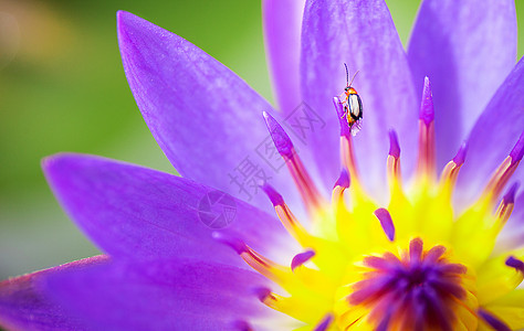 在纳图湖中的黄色和粉红或紫色莲花上的昆虫图片