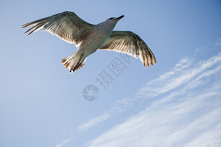 单海鸥在云蓝色的天空中飞行航班翅膀蓝色动物多云天气自由羽毛野生动物鸟类图片