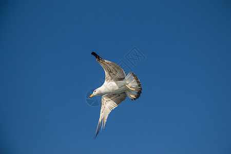 单海鸥在蓝蓝空中飞翔自由荒野羽毛动物鸟类天空野生动物飞行蓝色翅膀图片