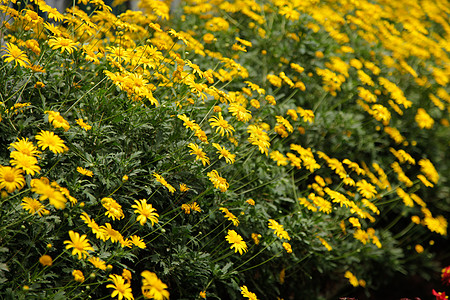 黄玉花花瓣生长太阳高地宏观天空雏菊植物群花园植物图片