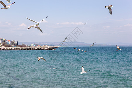 海浪海鸥日落日 海鸥在海上飞越天空旅行翅膀蓝色海洋自由海浪荒野太阳阳光背景