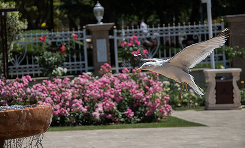 玫瑰花园里的单海鸥羽毛飞行航班蓝色野生动物自由街道荒野玫瑰动物图片