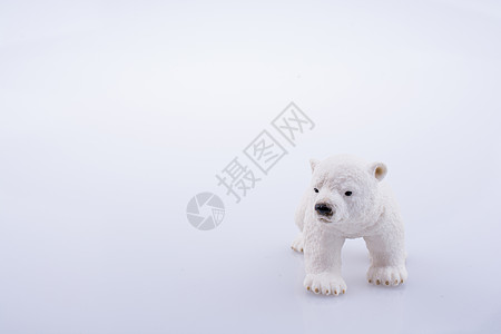 小北极熊数字捕食者毛皮哺乳动物爪子野生动物白色海事幼兽濒危荒野图片
