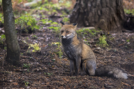 狐狸坐在森林里 看着前面图片