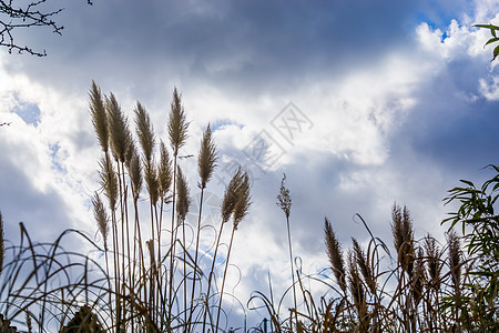 青蓝天空 云云 自然和农业背景的盛开草地图片