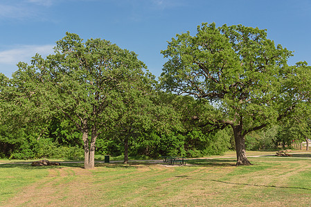 在美国得克萨斯州公共自然公园公用餐桌植物木头全景长椅场地垃圾城市雕像太阳花园图片