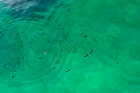 清澈透明的绿松石海水表面 有小波浪和游动的条纹鱼游泳天堂海滩假期蓝色蓝晶热带照片框架潜水图片