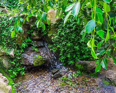 热带花园中的小瀑布 绿叶 后院装饰 自然背景图片
