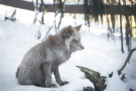 雪中一只美丽的糊面狐狸哺乳动物犬类季节公园野生动物荒野动物摄影温度毛皮图片