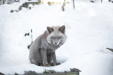 雪中一只美丽的糊面狐狸犬类荒野哺乳动物猎人温度毛皮动物森林季节野生动物图片