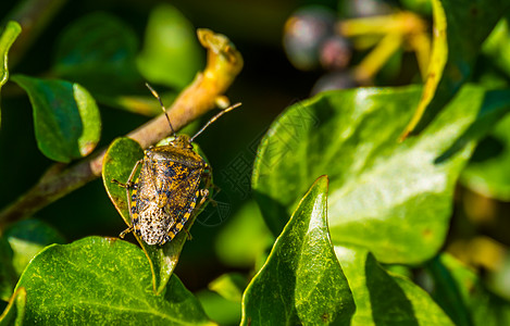 坐在欧洲常见昆虫的绿色常春藤叶上 一只小瓶子护盾虫的大型闭合图片