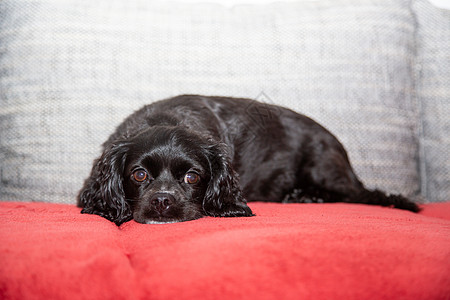 一只小黑狗躺在沙发上毛皮朋友黑色成人宠物家庭犬类小狗红色动物图片