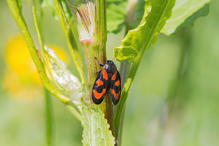 草地微距一只甲虫爬到外面的草地上荒野公园环境生物学植物昆虫学野生动物生活昆虫生物背景