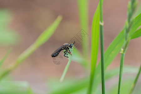 草地微距一只昆虫爬到外面的草地上野生动物公园环境昆虫学漏洞生物叶子动物群动物害虫背景