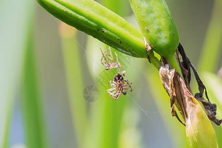 素材网花体字一只有旧皮肤的蜘蛛挂在草地上荒野宏观丝绸陷阱旋转太阳蛛网自然季节公园背景