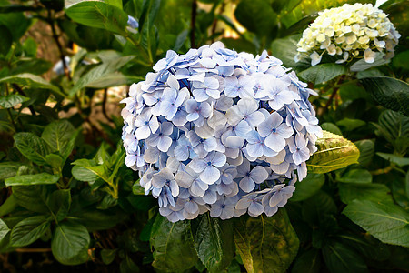 蓝色花朵或小青花植物群生长季节花束绿色植物花瓣植物学叶子大叶图片