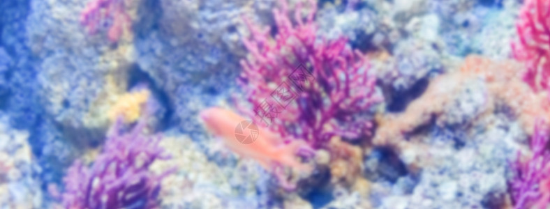 水族馆的重点分散背景老虎假期热带旅行旅游天堂珊瑚野生动物浮潜盐水图片