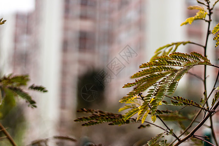 绿绿色好看的植物 背景为模糊的城市风景图片