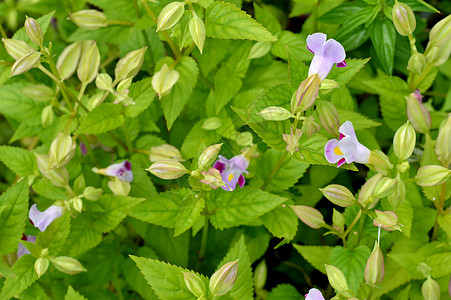 花朵托伦尼亚四尼埃里园艺花瓣蓝色宏观叶子植物群热带蓝翼紫色花束图片