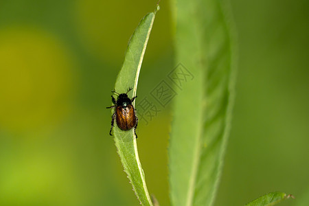 自然的叶子上的甲虫漏洞园艺绿色荒野生物动物野生动物微距生物学栖息地图片