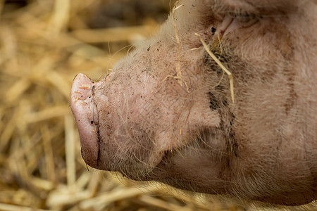 猪的鼻子缝合微笑农业农场食物动物小猪耳朵干草栽培家畜图片