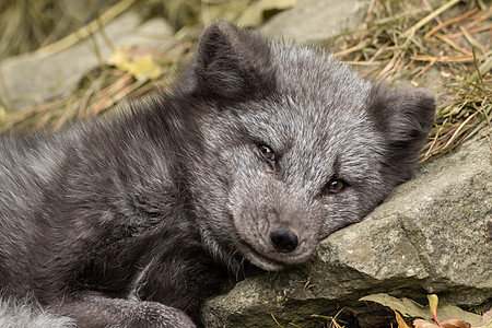 一只年轻的极地狐狸躺在岩石上捕食者动物群食肉动物荒野生物学环境动物园黑狐哺乳动物图片