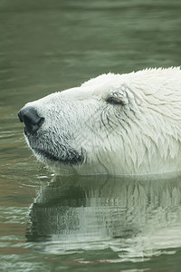 北极熊在水中游泳捕食者危险猎人天气海洋气候动物群濒危食肉游泳者图片