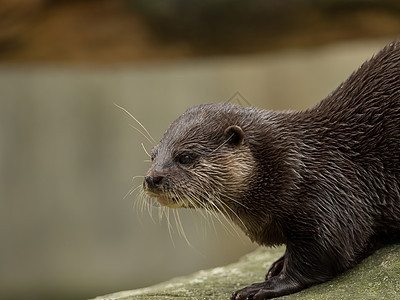 水上的湿水滴哺乳动物生活动物捕食者野生动物动物园食肉毛皮鼻子渔夫图片