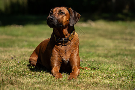 美丽的罗得西亚山脊峰 位于绿草原上猎犬说谎花园宠物成人哺乳动物草地场地乐趣幸福图片