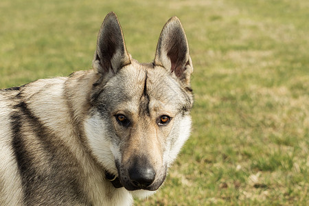 捷克猎狼犬在草地外面玩哺乳动物眼睛野生动物毛皮宠物荒野灰色绿色犬类动物图片