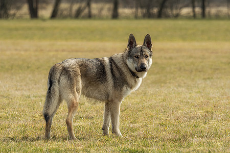 捷克猎狼犬在草地外面玩狼疮野生动物哺乳动物灰色毛皮犬类牧羊人宠物眼睛绿色图片